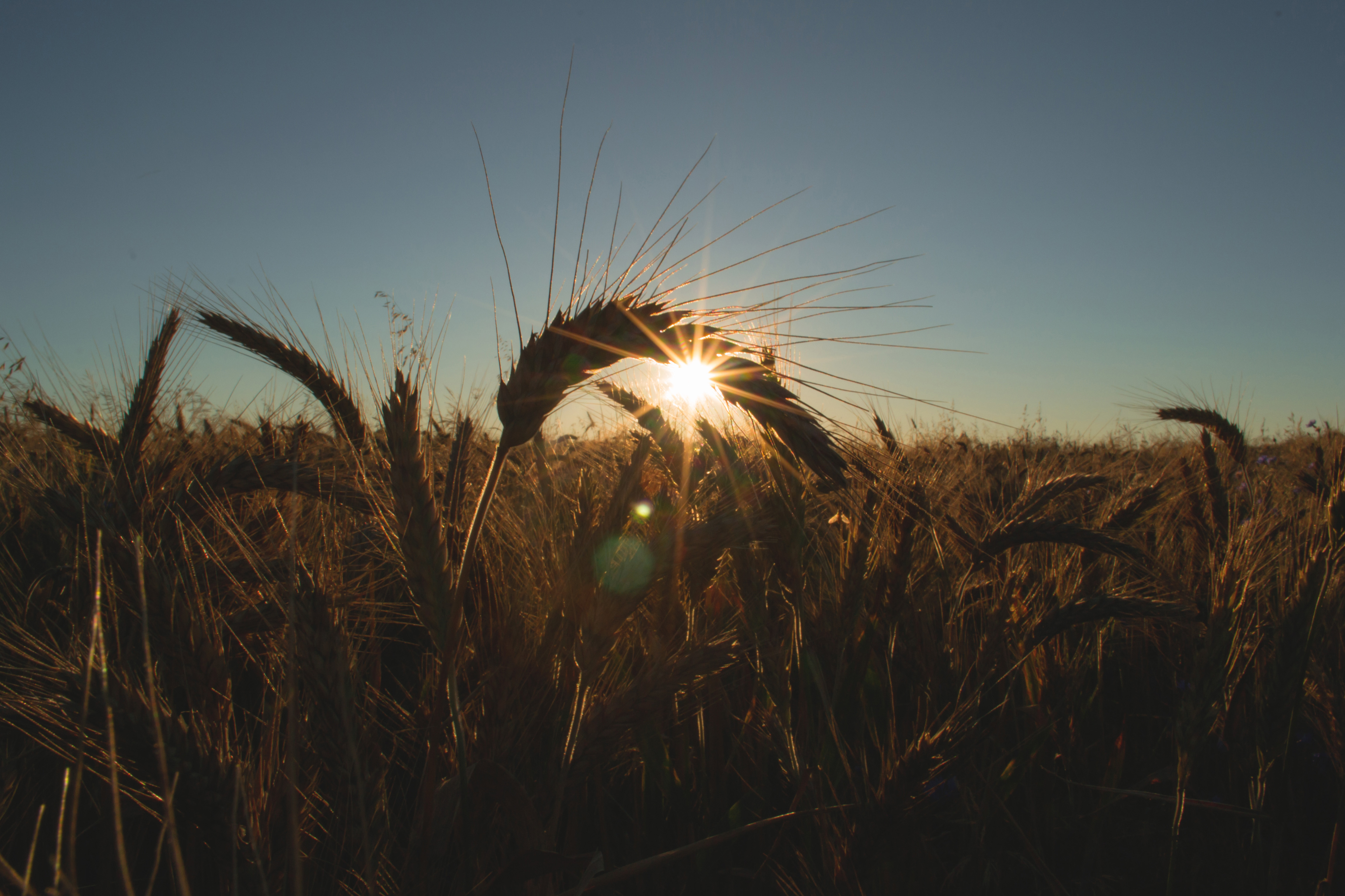 Is Gluten REALLY the Problem? See What New Research Says