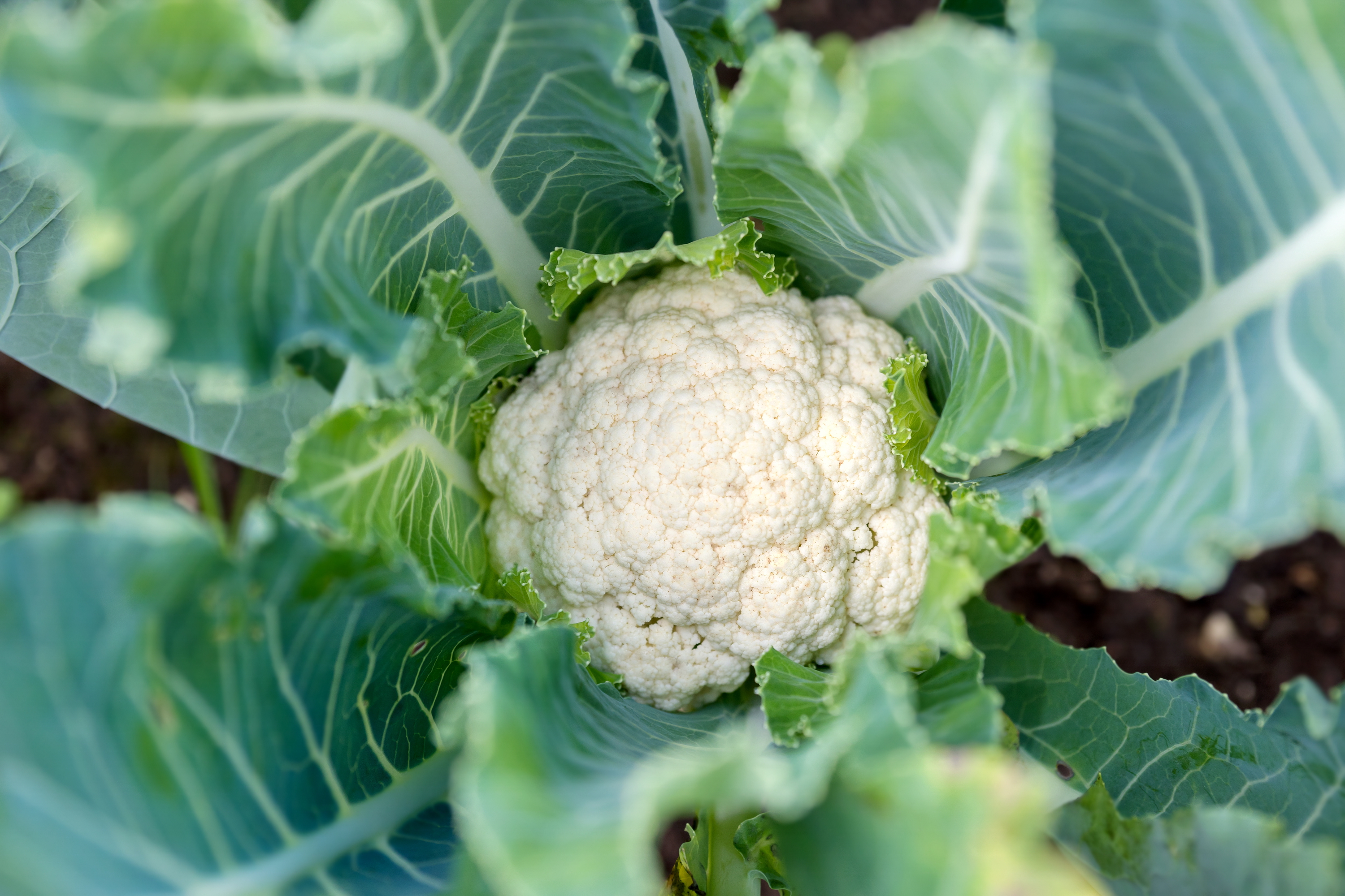 cauliflower benefits